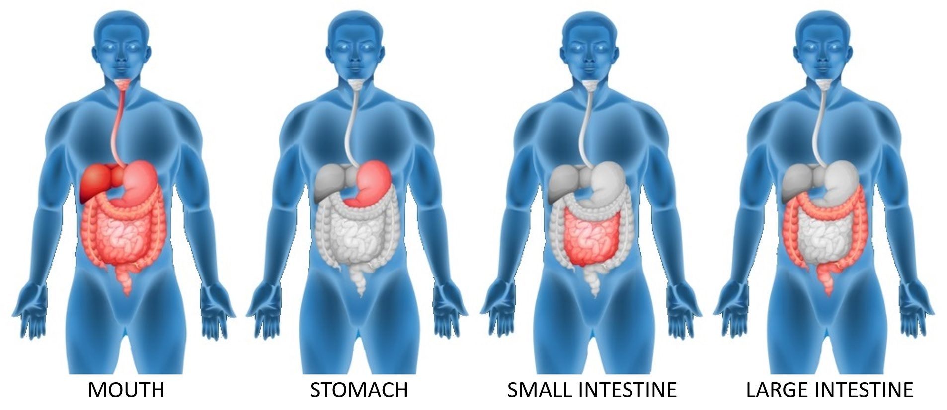 Digestive System