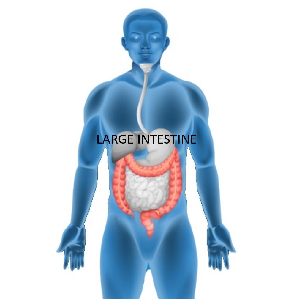 Large Intestine