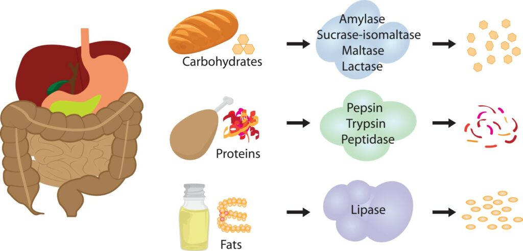 Enzymes and Digestion