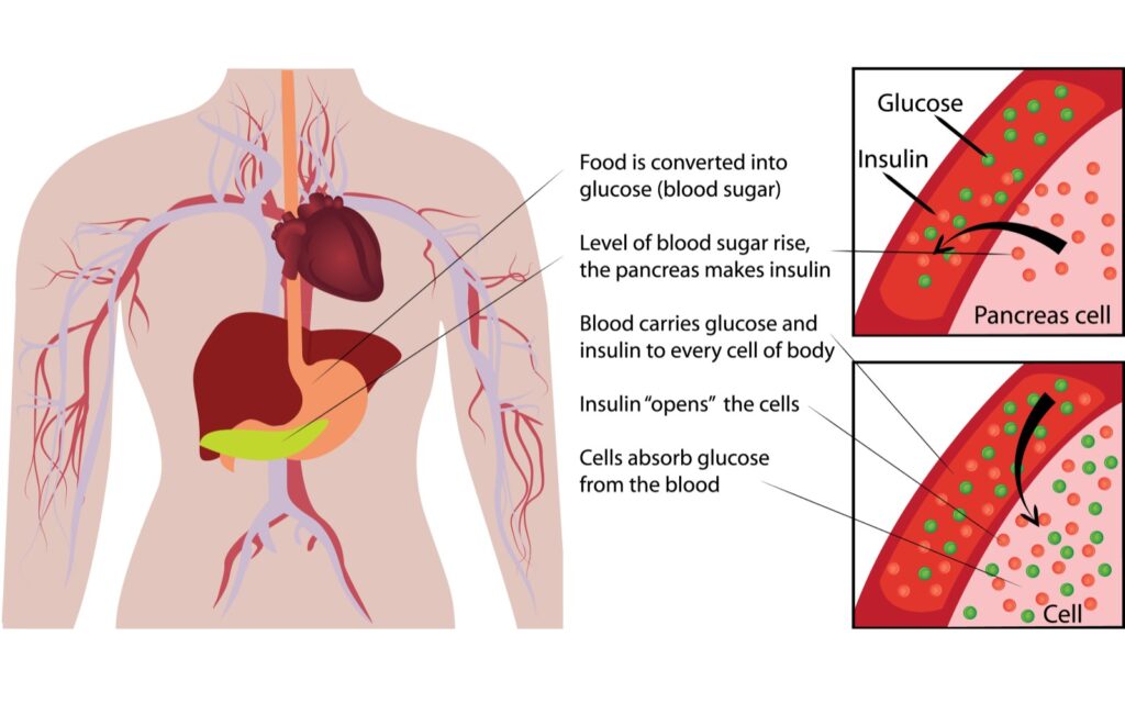 bioptimizers blog post blood sugar