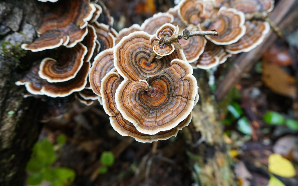 Turkey Tail Mushroom